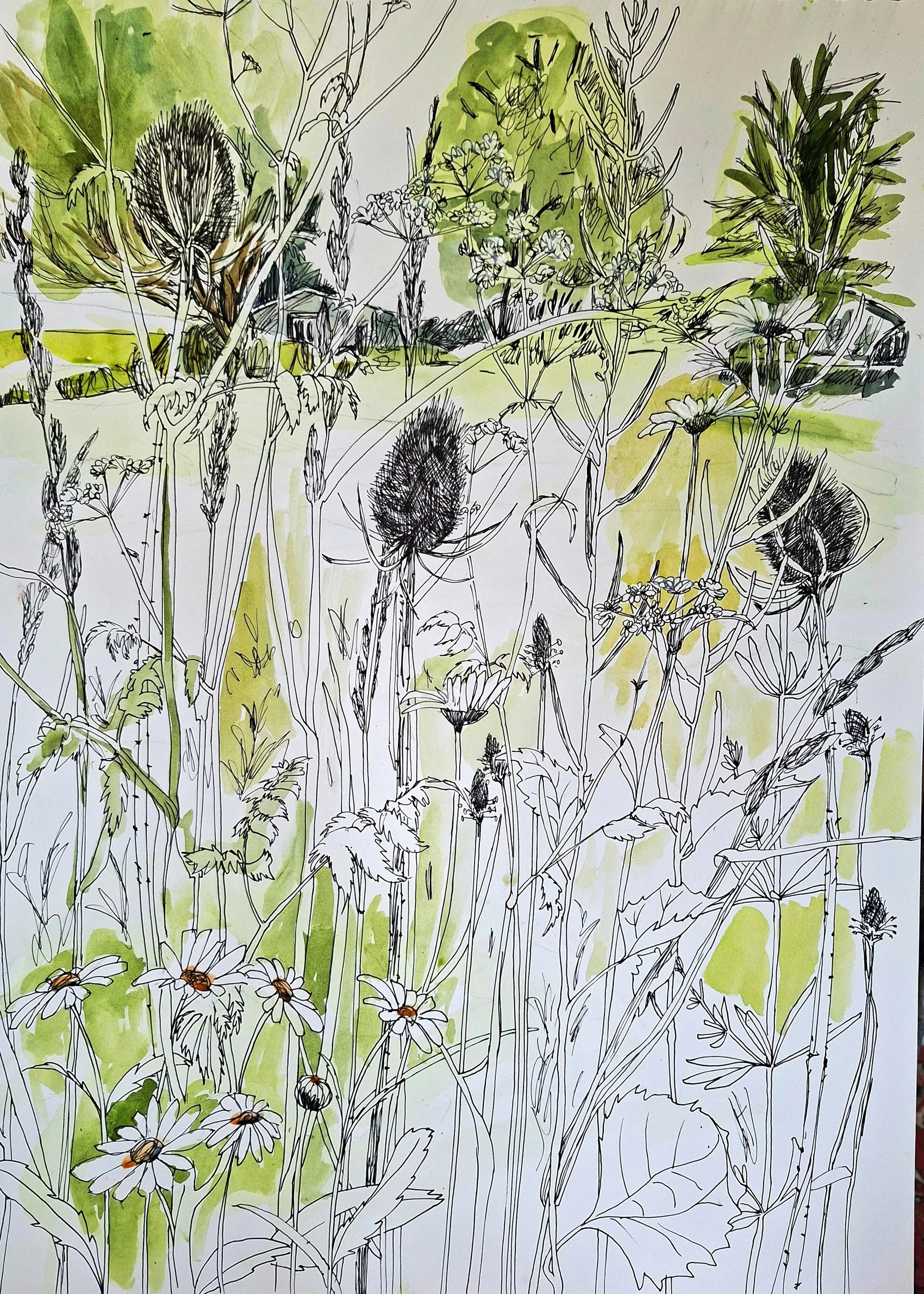 A botanical study in pen and watercolour: cow parsley, thistles and daisies drawn over loose green washes, with a low hedge and field beyond.